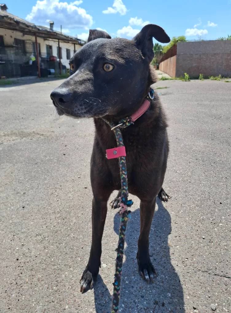WILLI 5342, male 3yo mixed breed for adoption at No Limit Pets, Romania