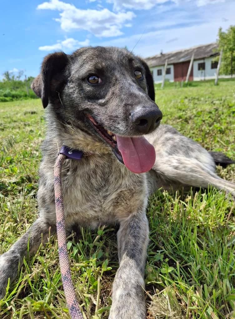 WILLOW 0741, male Mixed Breed for adoption at No Limit Pets, Romania
