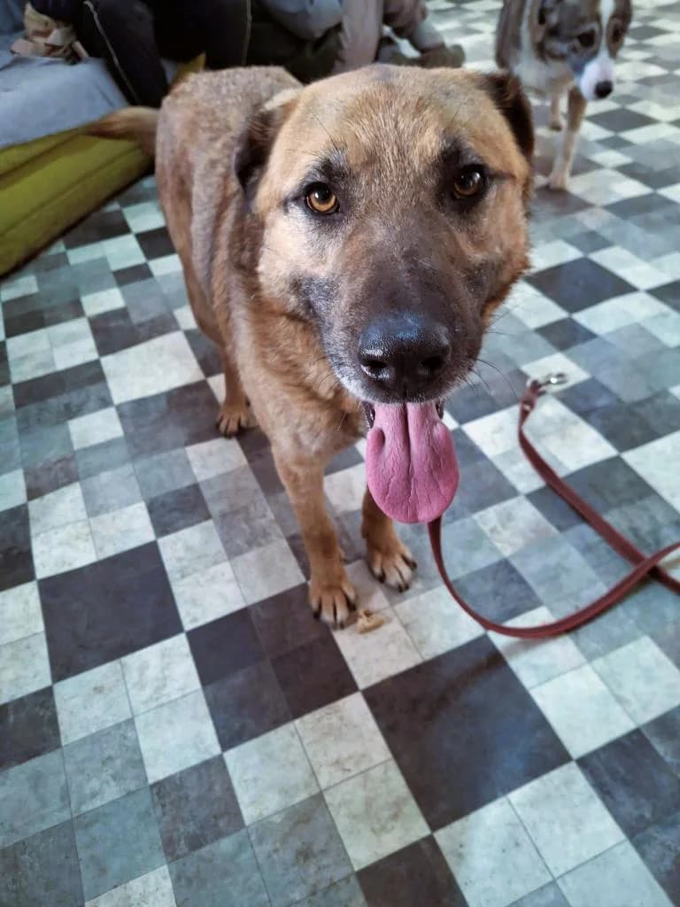 WINSTON 2150, male Mixed Breed for adoption at No Limit Pets, Romania
