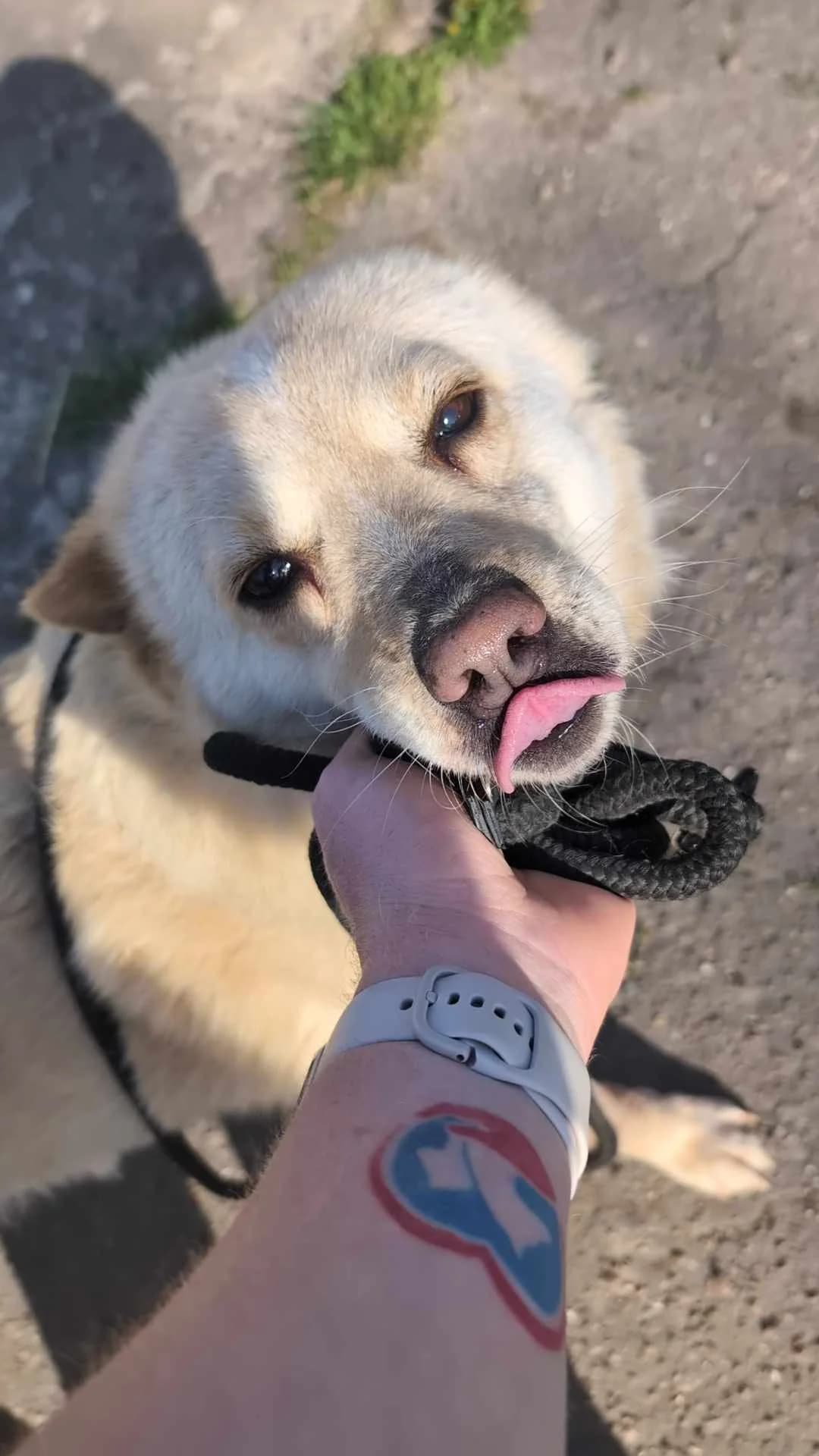 XANTHOS 9588, male 5yo mixed breed for adoption at No Limit Pets, Romania