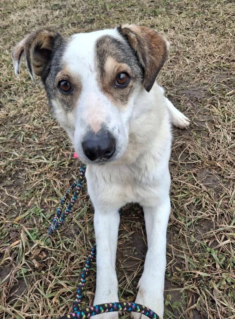 XAVIER 7460, male mixed breed for adoption at No Limit Pets, Romania