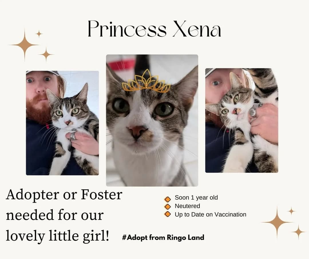 XENA 2365 – ADOPTAT, female mixed breed for adoption at No Limit Pets, Romania