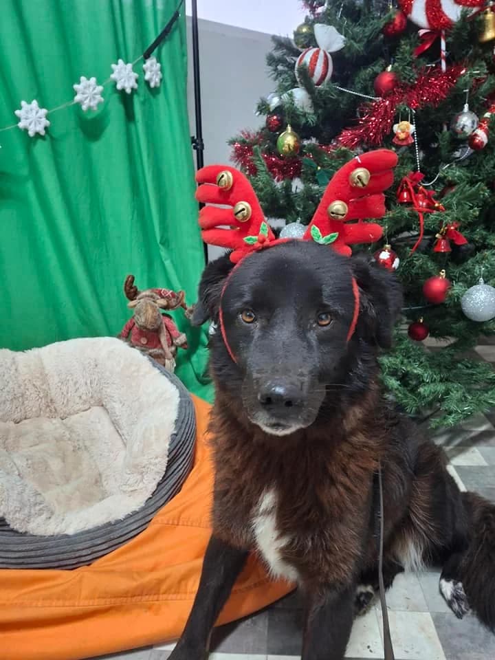 XERA 9706, female 3yo mixed breed for adoption at No Limit Pets, Romania