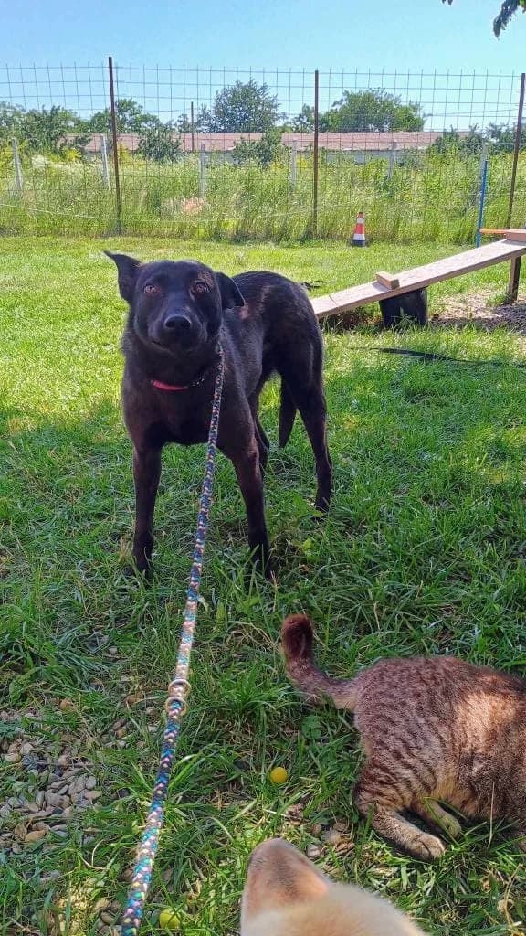Yara 8574- adoptat, female mixed breed for adoption at No Limit Pets, Romania