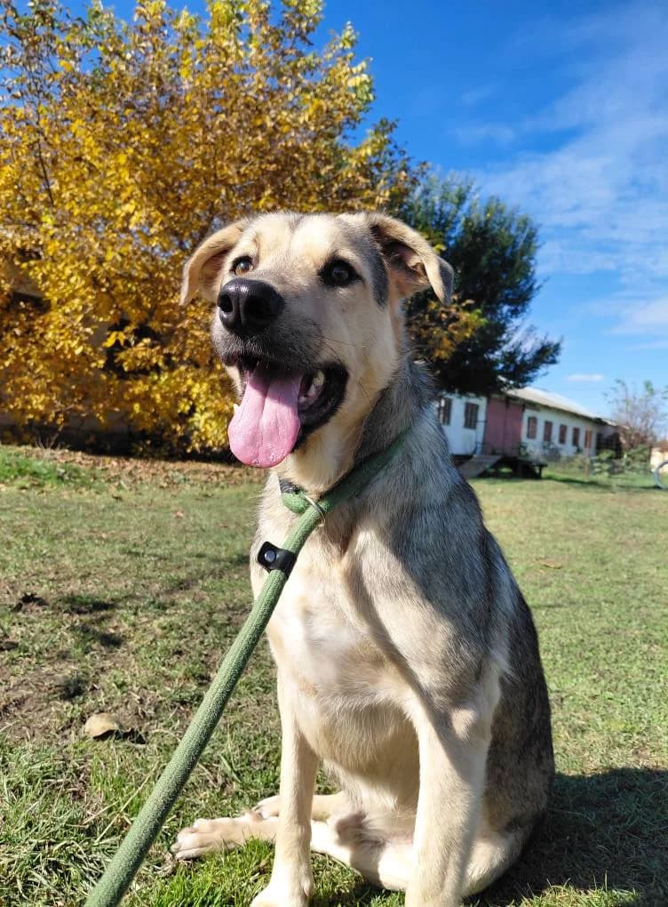 YARI 7128, male Mixed Breed for adoption at No Limit Pets, Romania