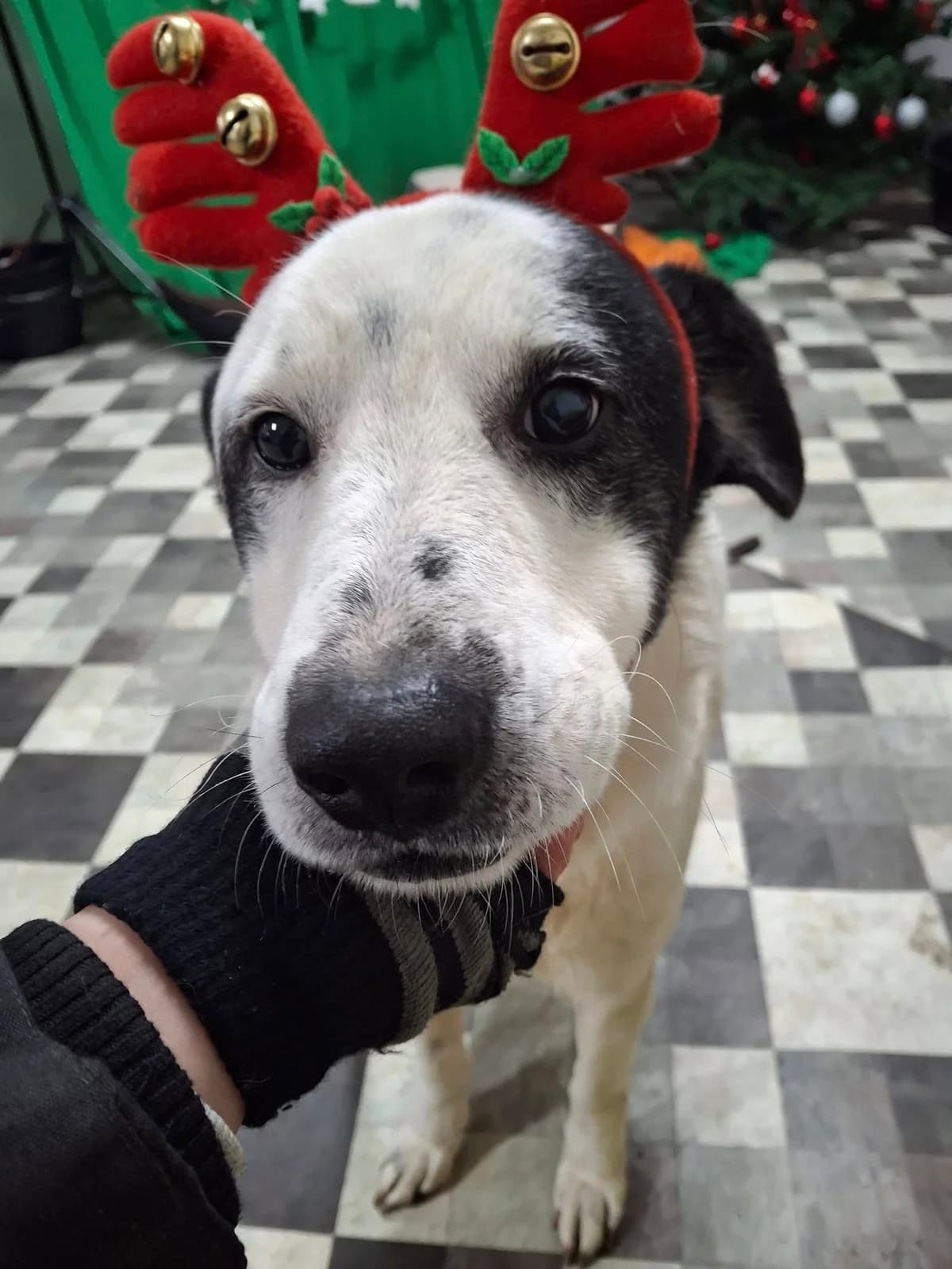 YUKI 4378 – ADOPTAT, male mixed breed for adoption at No Limit Pets, Romania