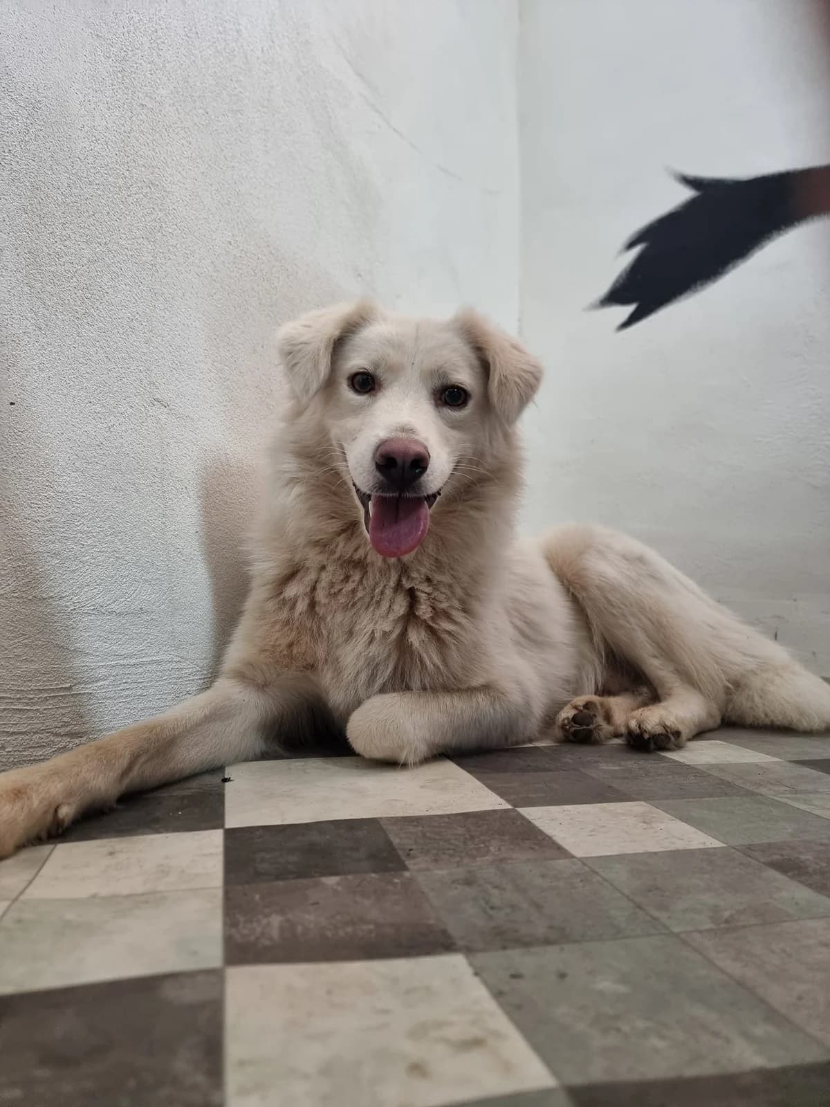 YUKON 5688, male young mixed breed for adoption at No Limit Pets, Romania