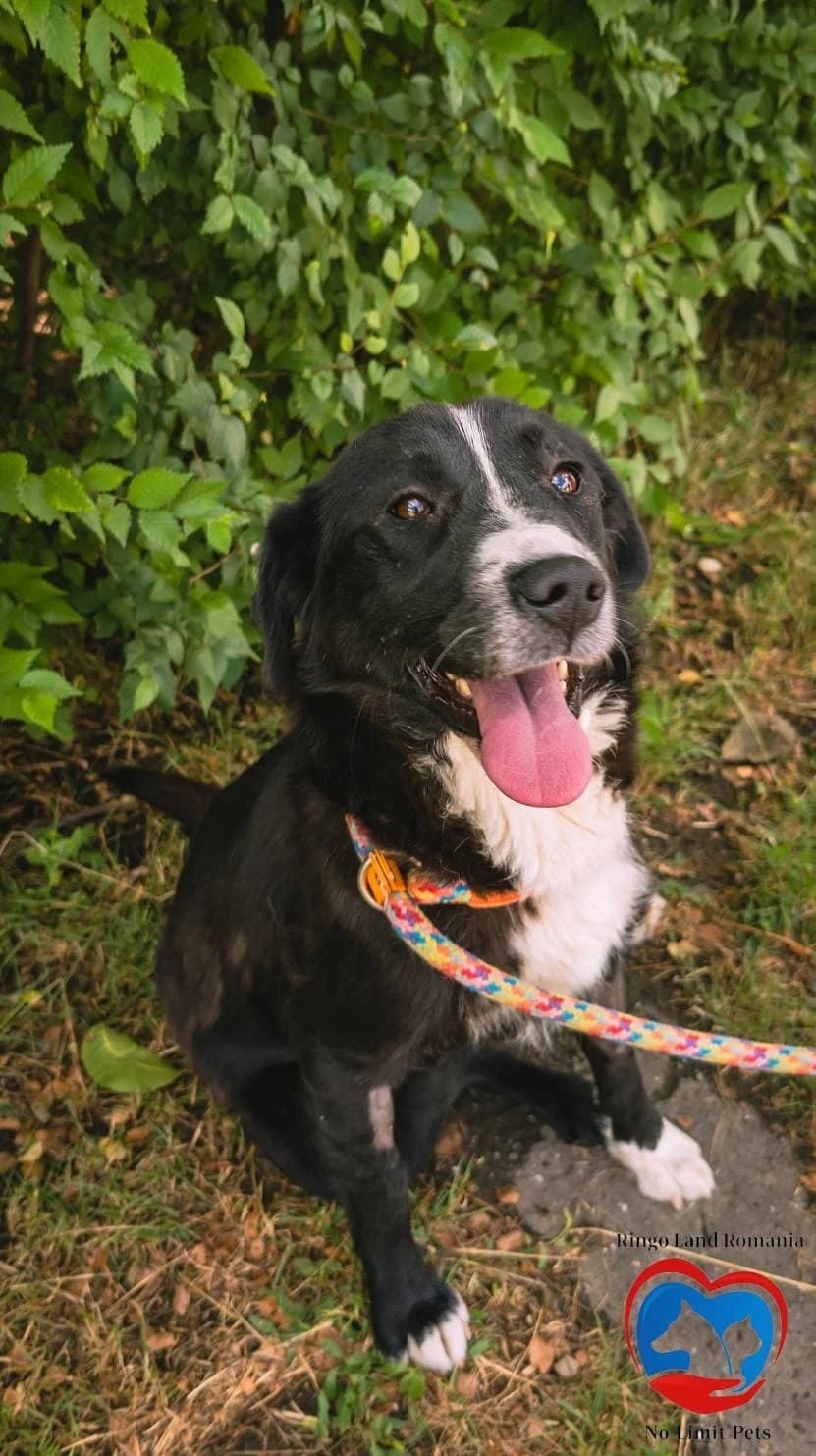 ZARA, female young mixed breed for adoption at No Limit Pets, Romania