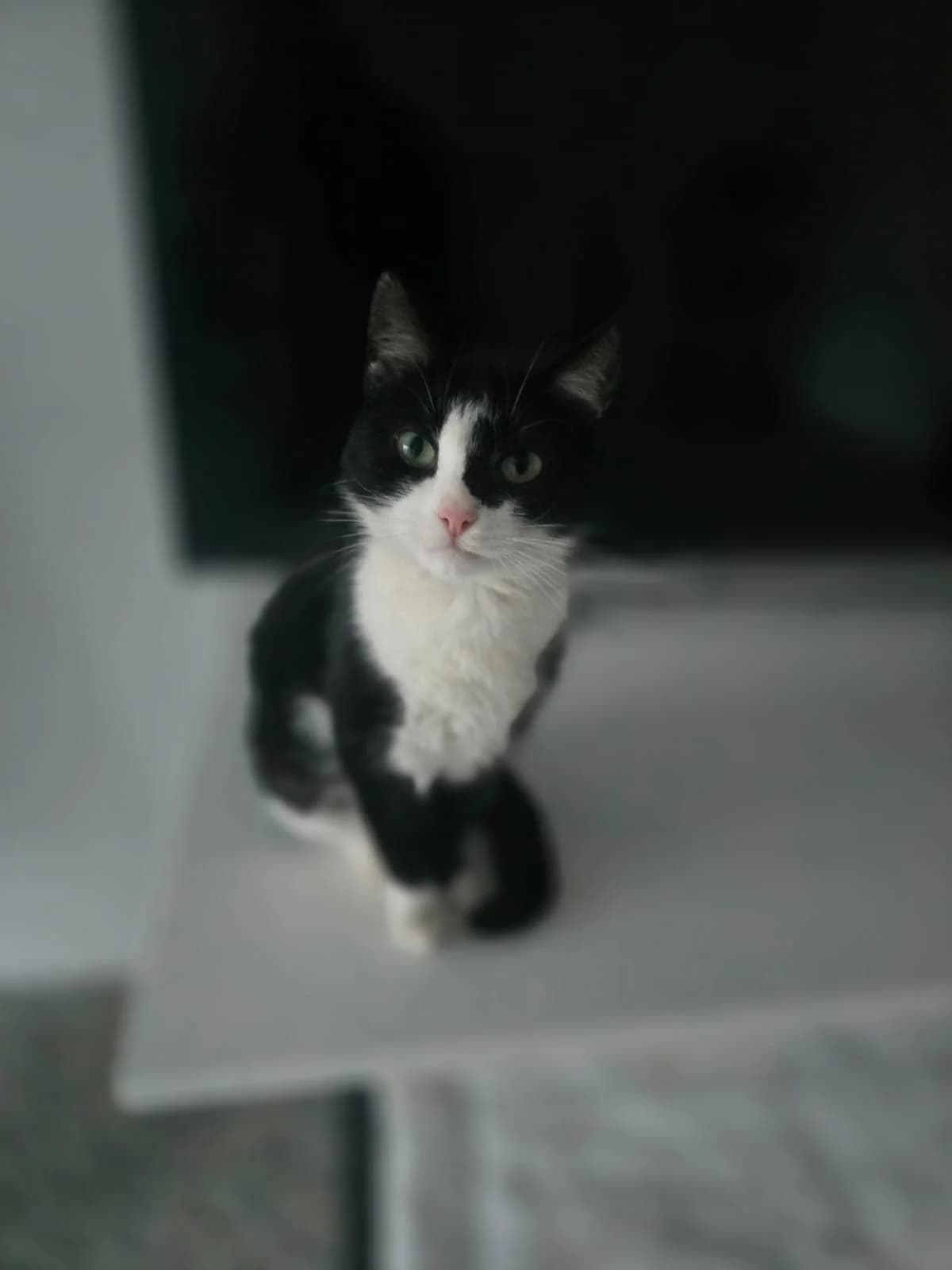 ZORA – ADOPTAT, female mixed breed for adoption at No Limit Pets, Romania