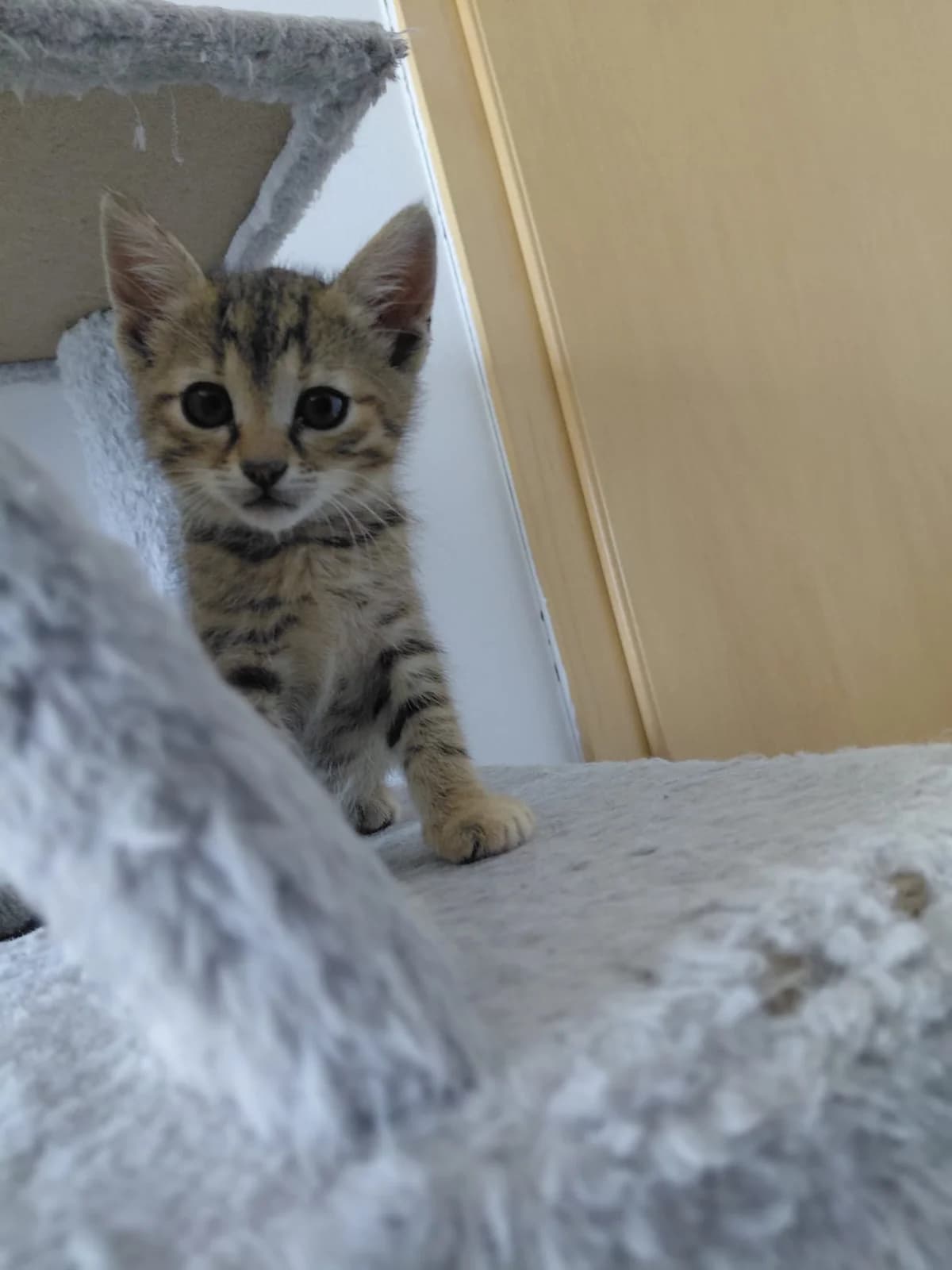 ZURI KITTEN – ADOPTAT, female mixed breed for adoption at No Limit Pets, Romania