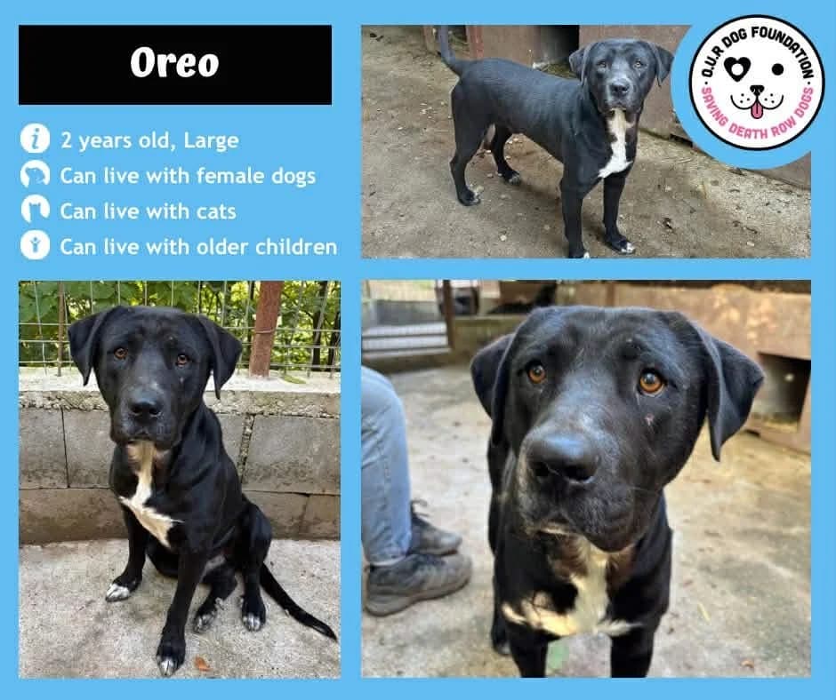 Oak, female young Mixed Breed for adoption at O.U.R. Dog Foundation