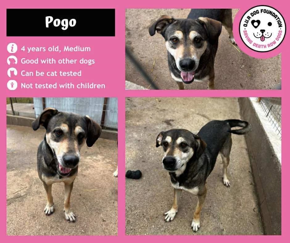 Dragos, female 4yo Mixed Breed for adoption at O.U.R. Dog Foundation