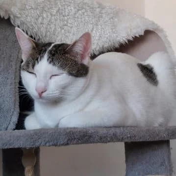 Alena, Mixed Breed for adoption at Riga & Berlin