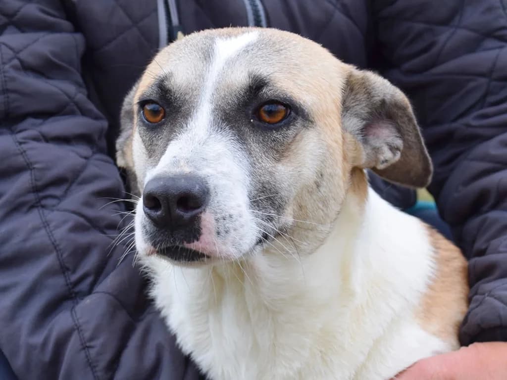 Adele, female 3yo Mixed Breed for adoption at ROLDA, Galati