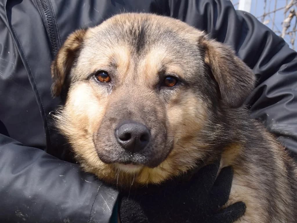 Anton, male 3yo Mixed Breed for adoption at ROLDA, Galati
