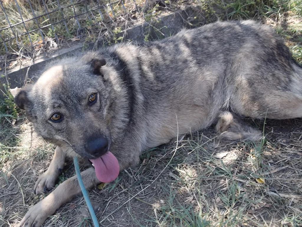 Bailey, female 3yo Mixed Breed for adoption at ROLDA, Galati