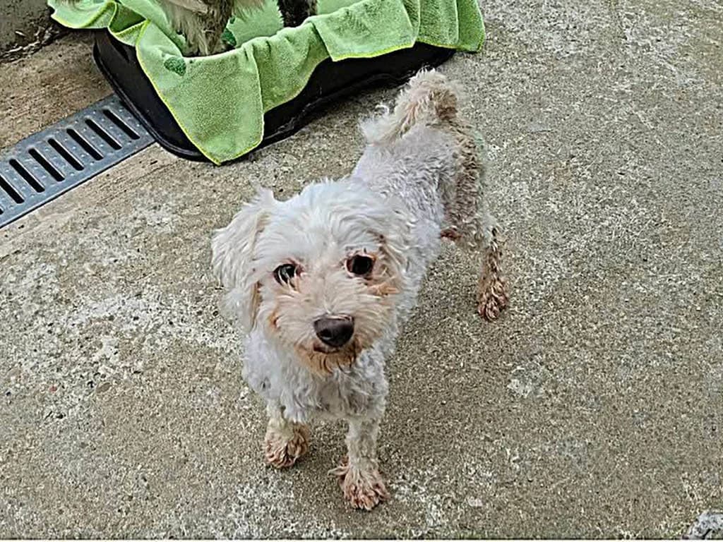Bella, female senior Mixed Breed for adoption at ROLDA, Galati