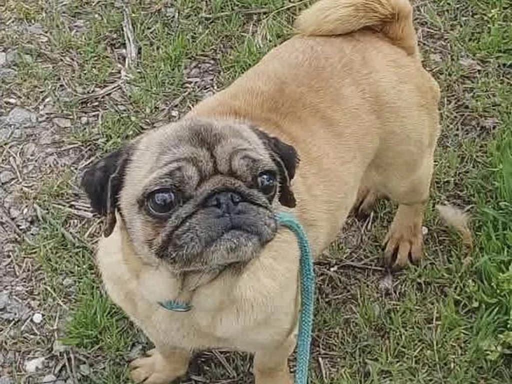 Chantal, female senior Mixed Breed for adoption at ROLDA, Galati