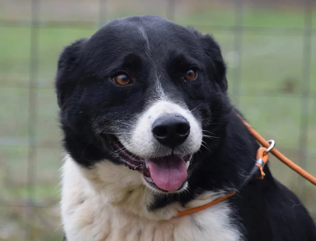 Eddie, male 6yo Mixed Breed for adoption at ROLDA, Galati