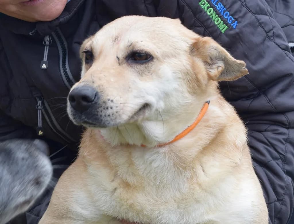 Elin, male 7yo Mixed Breed for adoption at ROLDA, Galati