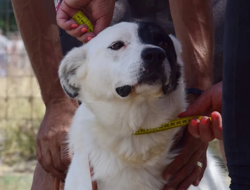 Farina, female 6yo Mixed Breed for adoption at ROLDA, Galati