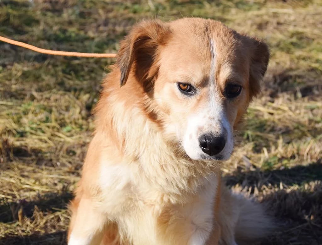 Hannes, male 7yo Mixed Breed for adoption at ROLDA, Galati