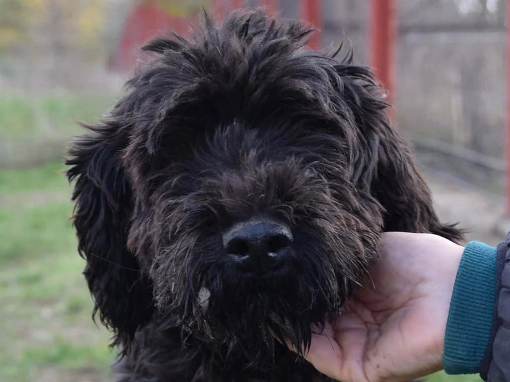 Hillevi, female young Mixed Breed for adoption at ROLDA, Galati