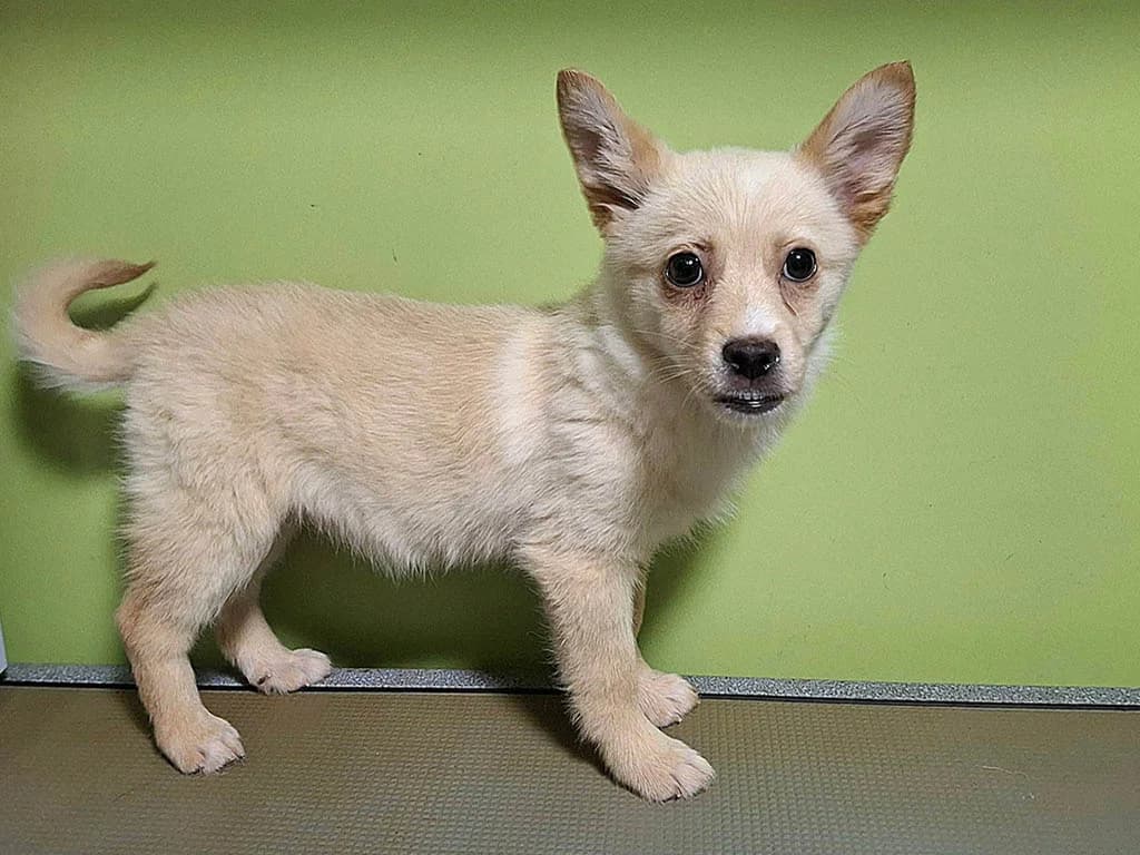 Jenna, female puppy Mixed Breed for adoption at ROLDA, Galati