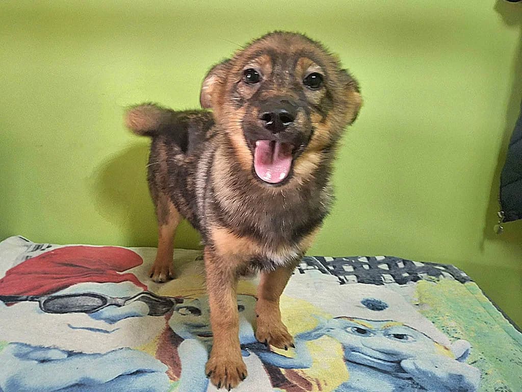 Johanna, female puppy Mixed Breed for adoption at ROLDA, Galati