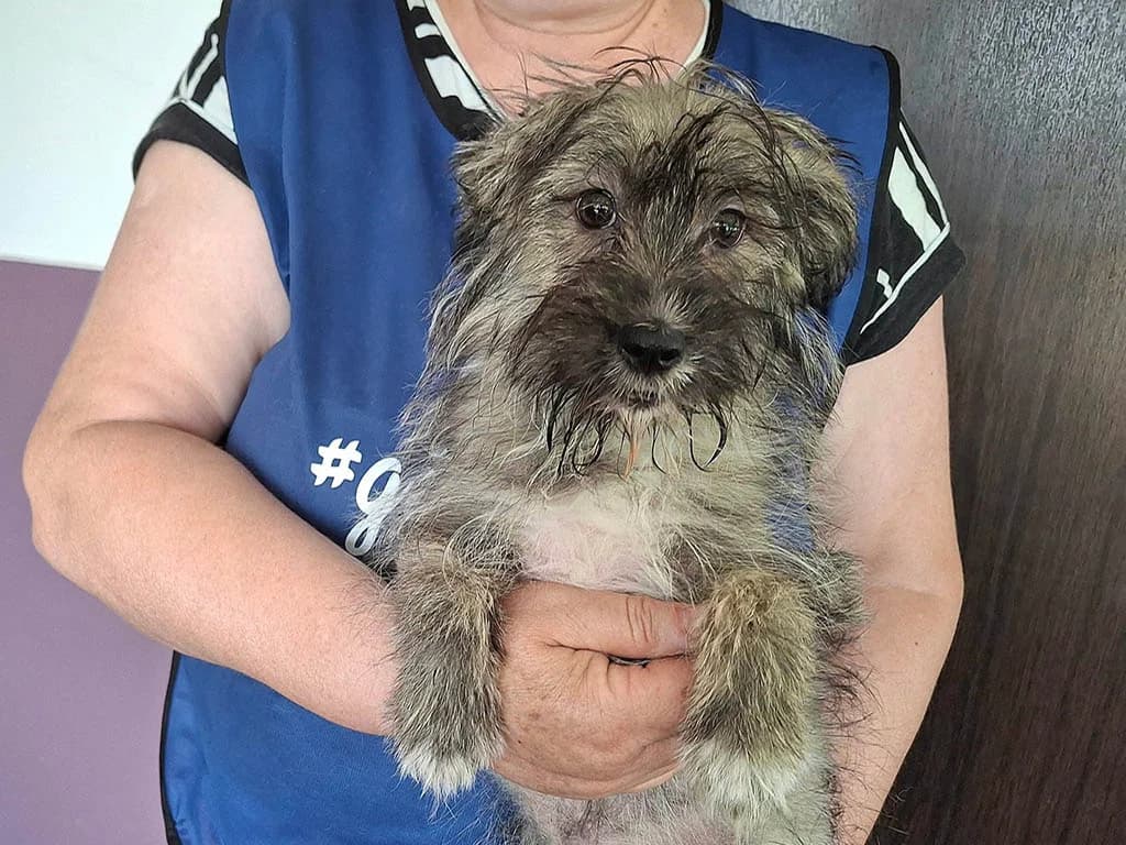 Julia, female puppy Mixed Breed for adoption at ROLDA, Galati