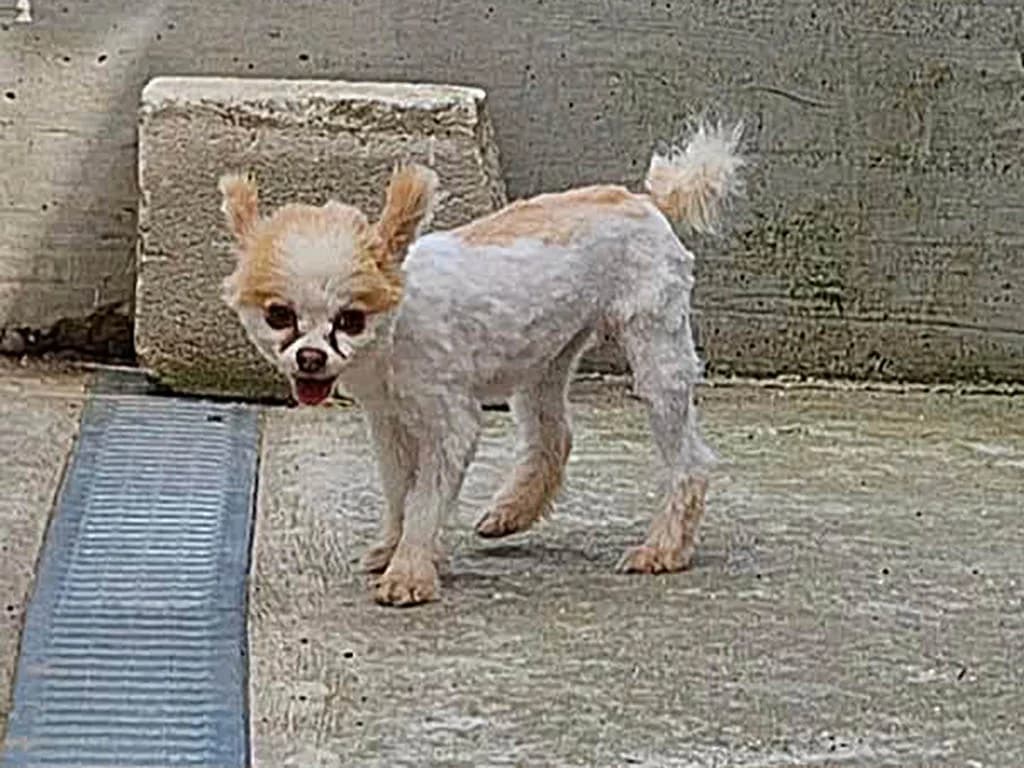 Lola, female young Mixed Breed for adoption at ROLDA, Galati