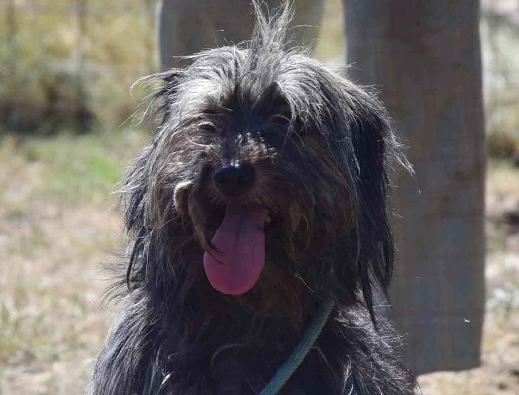 Lufsen, male 6yo Mixed Breed for adoption at ROLDA, Galati