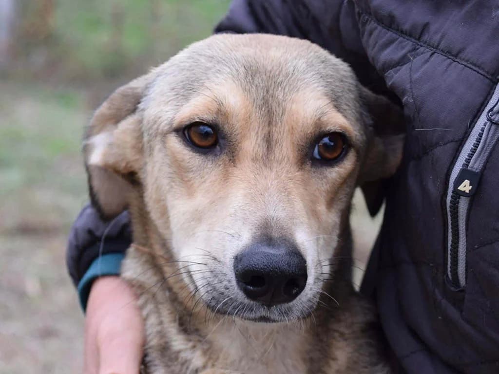 Mimmi, female young Mixed Breed for adoption at ROLDA, Galati