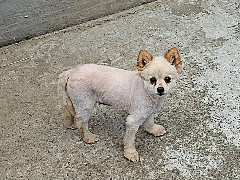 Minnie, female senior Mixed Breed for adoption at ROLDA, Galati