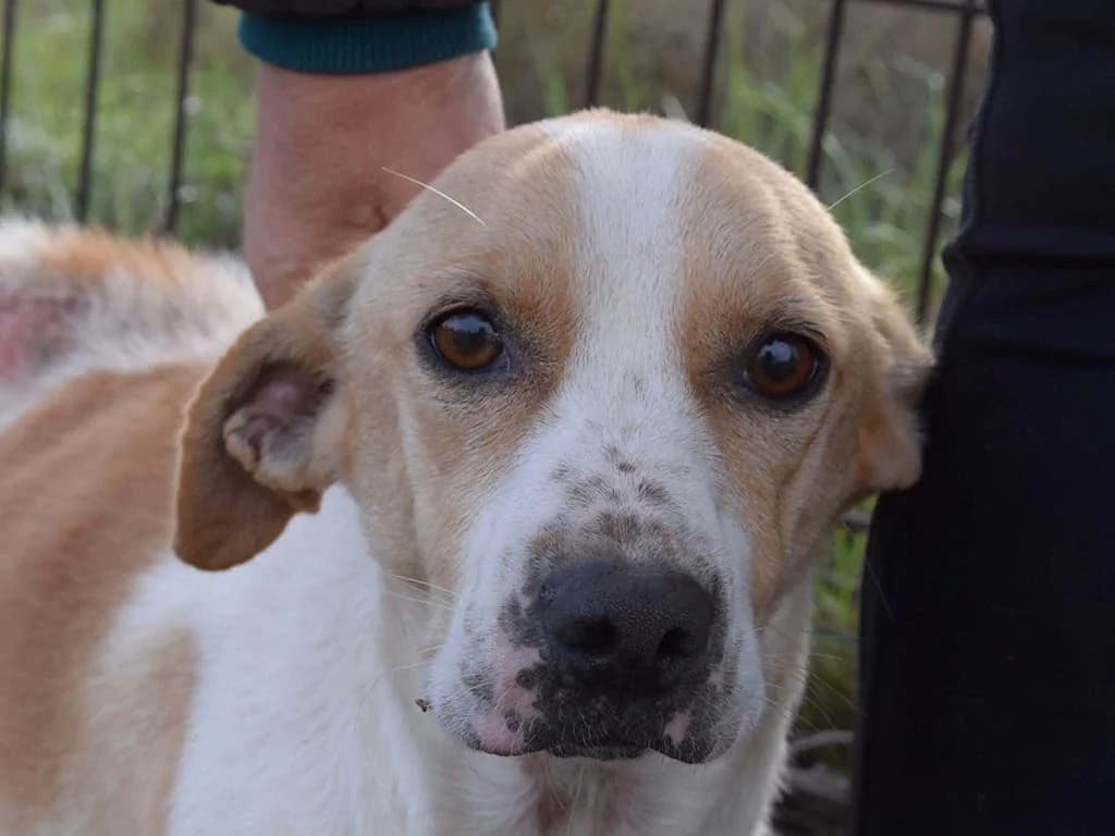 Nala, female young Mixed Breed for adoption at ROLDA, Galati