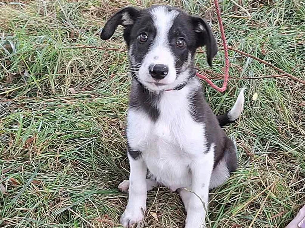 Rasmus, male puppy Mixed Breed for adoption at ROLDA, Galati