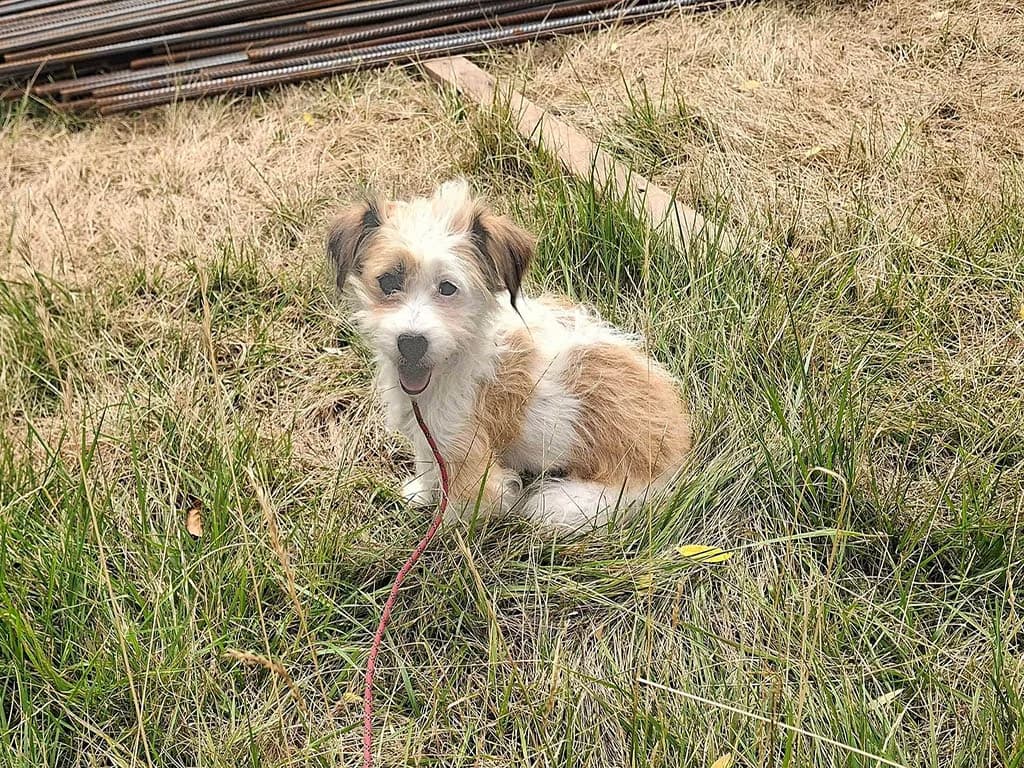 Rodica, female young Mixed Breed for adoption at ROLDA, Galati