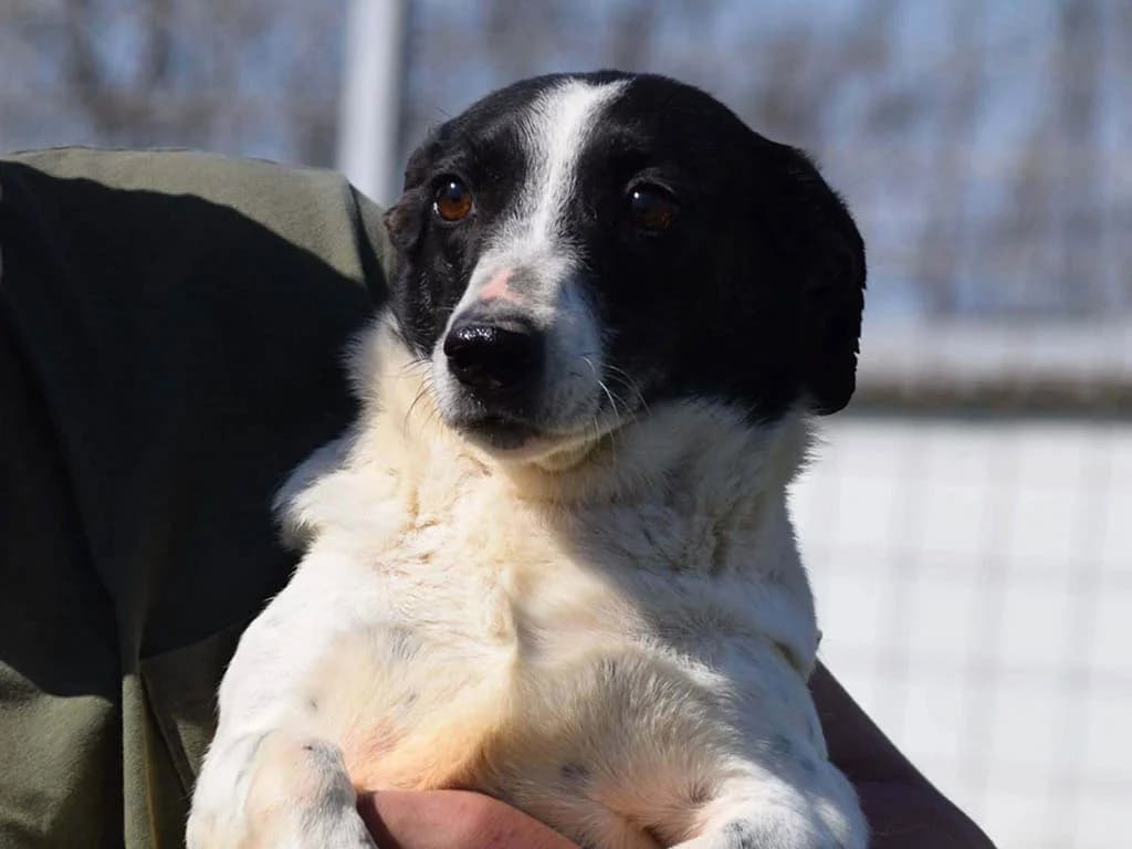 Scarlett, male senior Mixed Breed for adoption at ROLDA, Galati