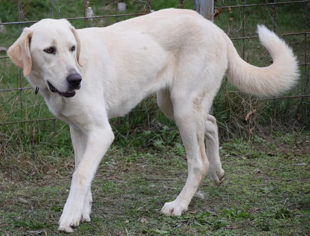 Snövit, male young Mixed Breed for adoption at ROLDA, Galati