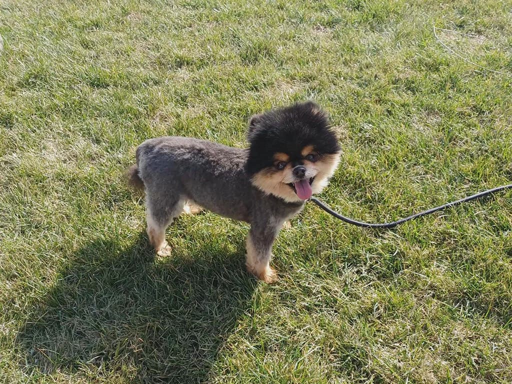 Suzie, female senior Mixed Breed for adoption at ROLDA, Galati