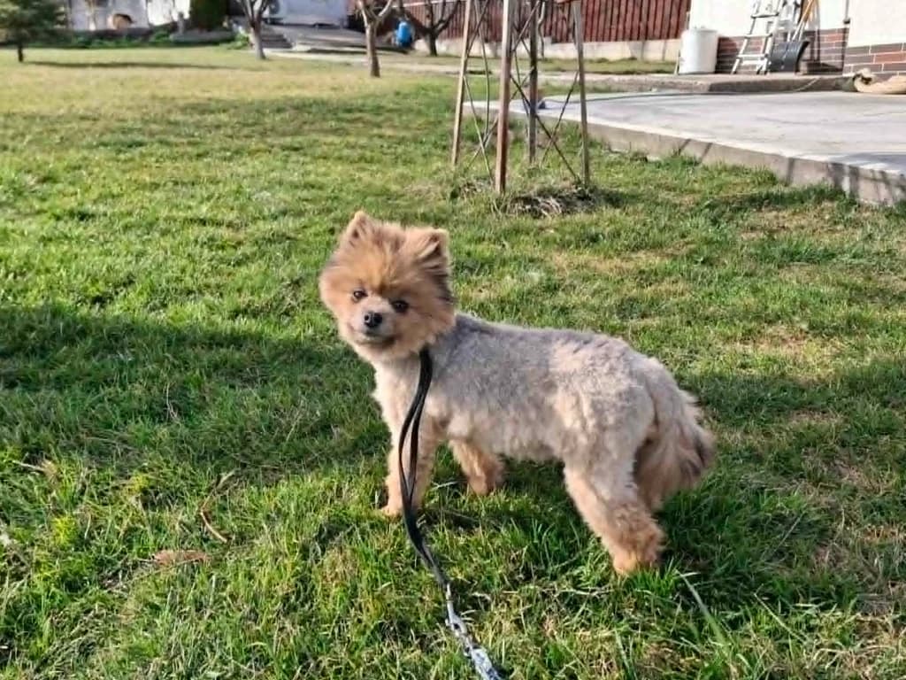 Tina, female 7yo Mixed Breed for adoption at ROLDA, Galati