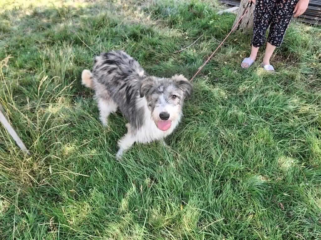 Turtle, male young Mixed Breed for adoption at ROLDA, Galati