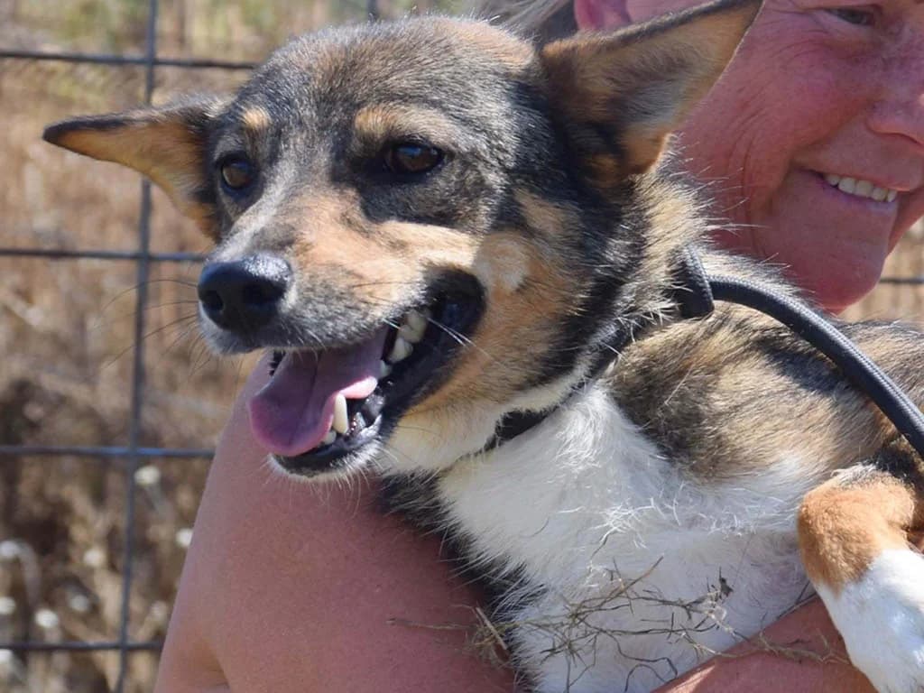 Tyra, female 5yo Mixed Breed for adoption at ROLDA, Galati