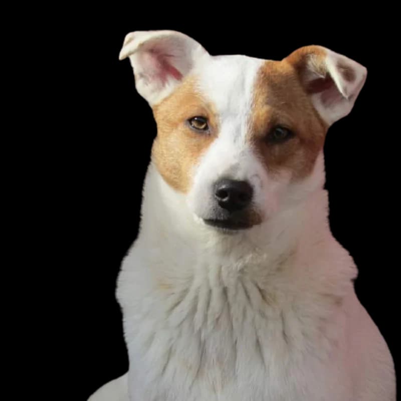 Caeli, female senior Mixed Breed for adoption at Sava's Safe Haven