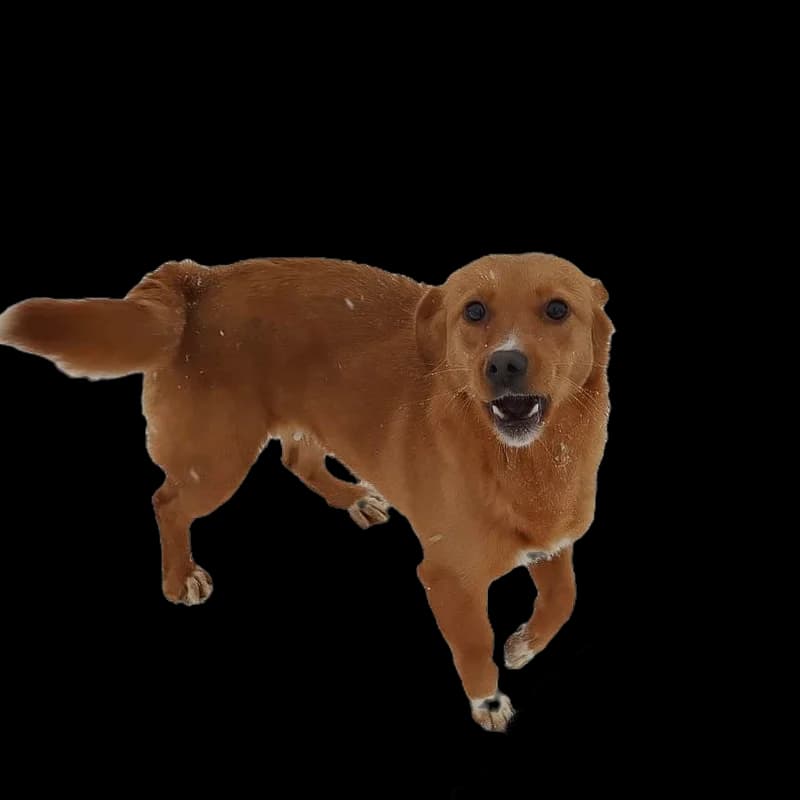 Junior, male 5yo Mixed Breed for adoption at Sava's Safe Haven
