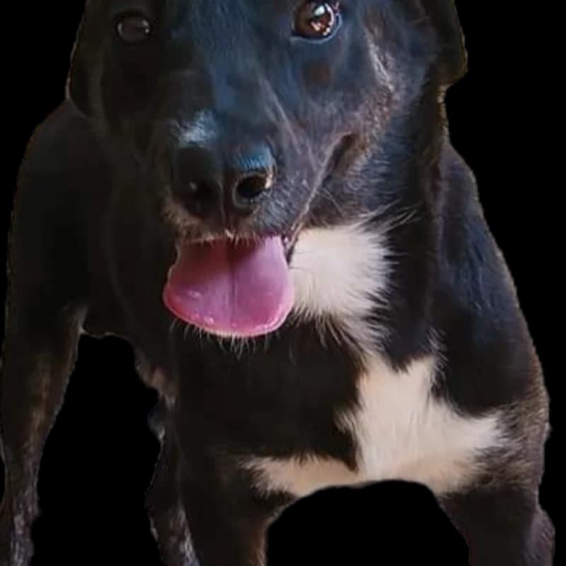 Emma, female 7yo Mixed Breed for adoption at Sava's Safe Haven