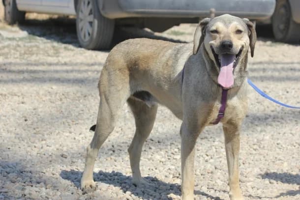 Duko, male 4yo mixed breed for adoption at SOS Dogs — FPCC Oradea, Sisterea