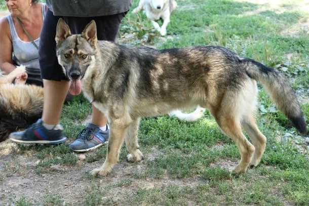 Hector, male young Mixed Breed for adoption at SOS Dogs — FPCC Oradea, Sisterea