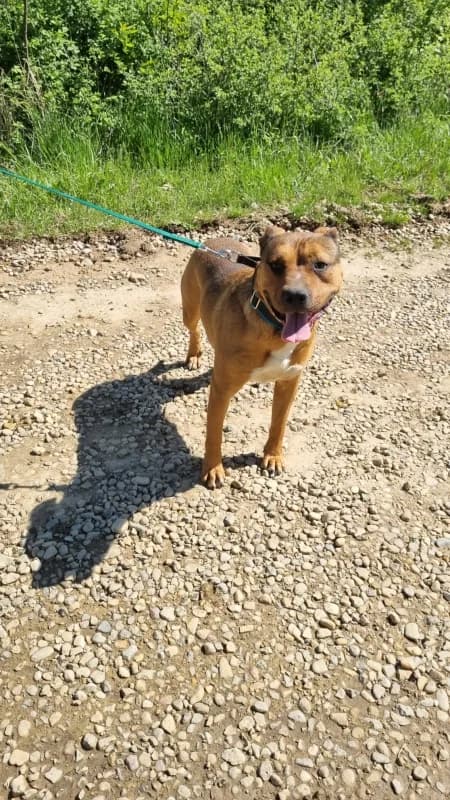 Bernie, male 4yo American Staffordshire Terrier for adoption at SOS Dogs FPCC Oradea, Oradea