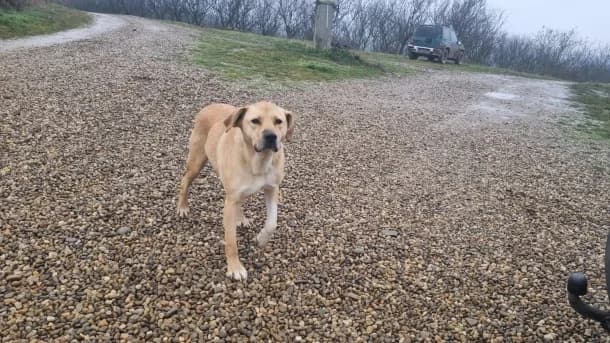 Adrian, male Kangal for adoption at SOS Dogs FPCC Oradea, Oradea
